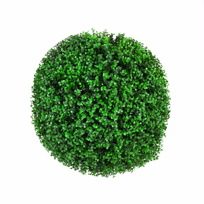 Large Green Leaf Buxus &