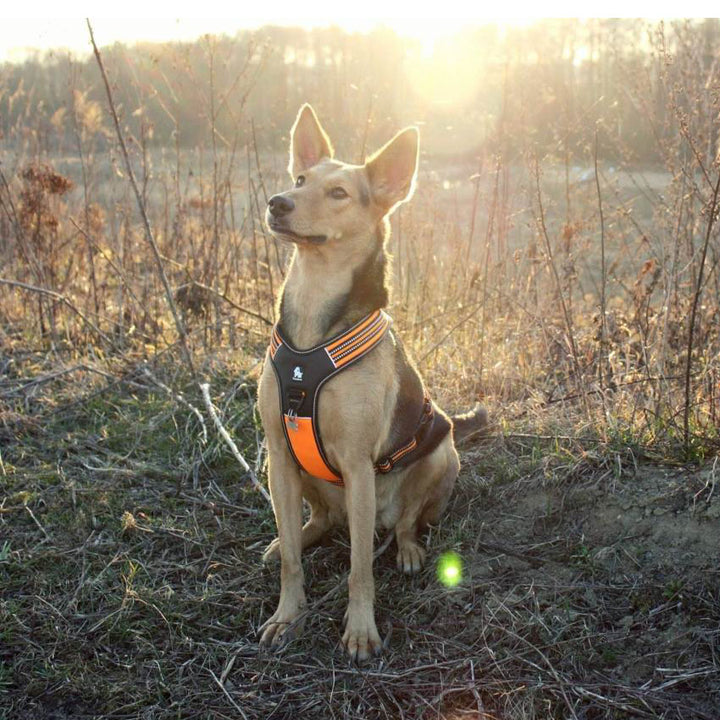 Reflective Heavy Duty Harness Orange XS