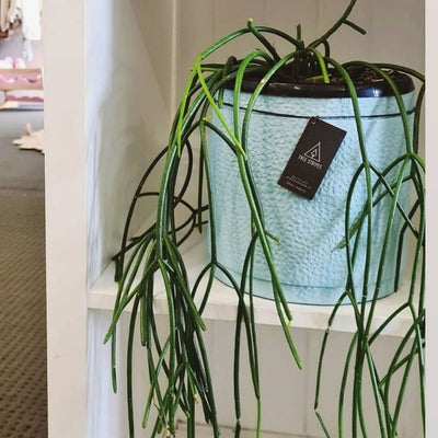 Tree Stripes Reef Design Pot in Almond Blue (Small)