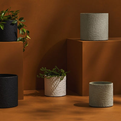 Tree Stripes Cylinder Pot Monstera - Black (Medium)