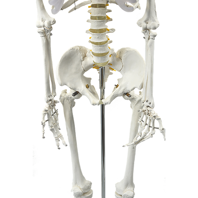 Human Skeleton Anatomical Model 180cm