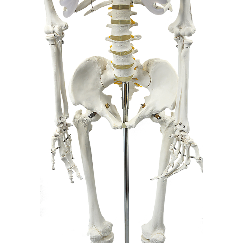 Human Skeleton Anatomical Model 180cm