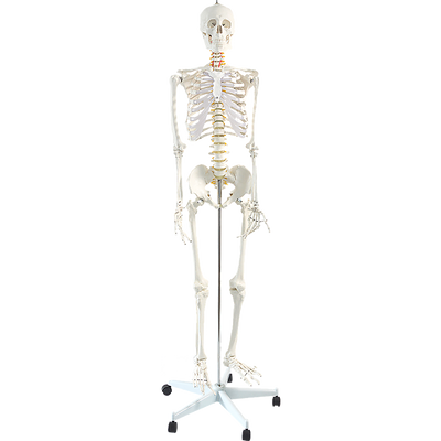 Human Skeleton Anatomical Model 180cm