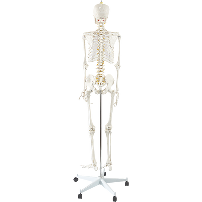 Human Skeleton Anatomical Model 180cm