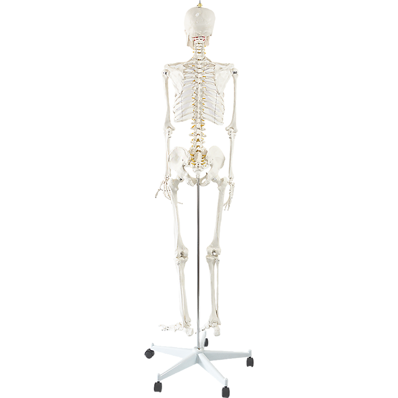 Human Skeleton Anatomical Model 180cm