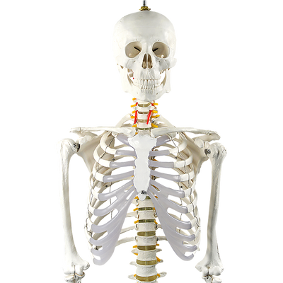 Human Skeleton Anatomical Model 180cm