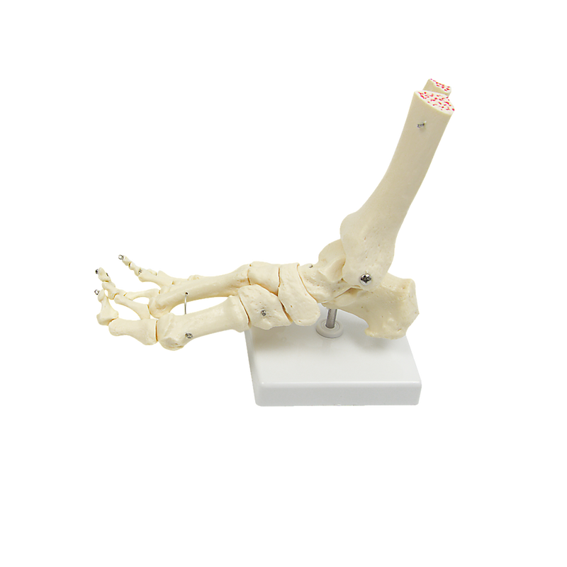 Life Size Foot Joint Anatomical Model Skeleton