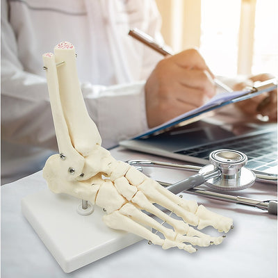 Life Size Foot Joint Anatomical Model Skeleton