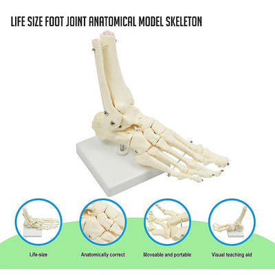 Life Size Foot Joint Anatomical Model Skeleton