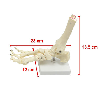 Life Size Foot Joint Anatomical Model Skeleton