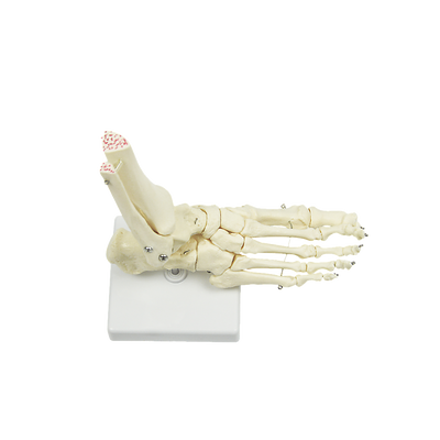 Life Size Foot Joint Anatomical Model Skeleton