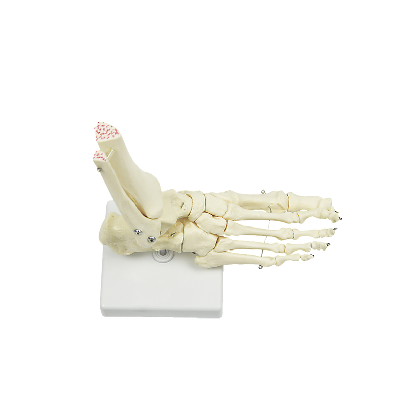 Life Size Foot Joint Anatomical Model Skeleton