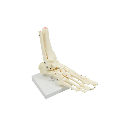 Life Size Foot Joint Anatomical Model Skeleton