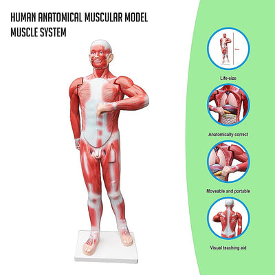 Human Anatomical Muscular Model Muscle System