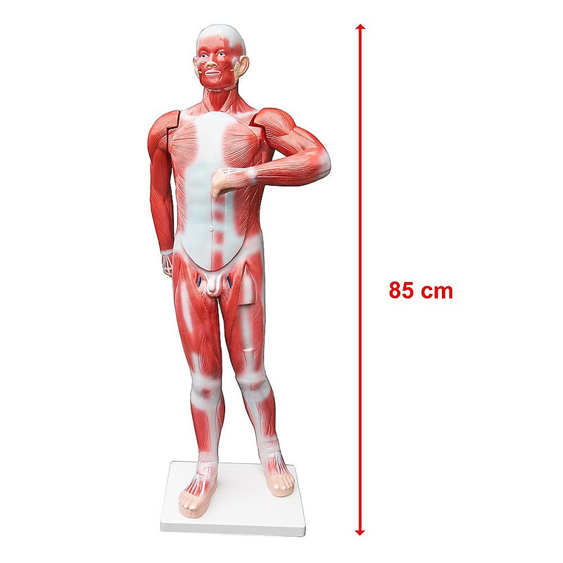 Human Anatomical Muscular Model Muscle System