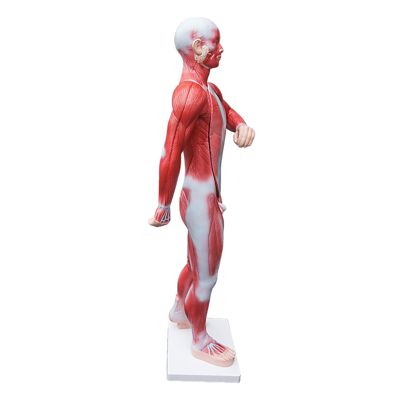 Human Anatomical Muscular Model Muscle System