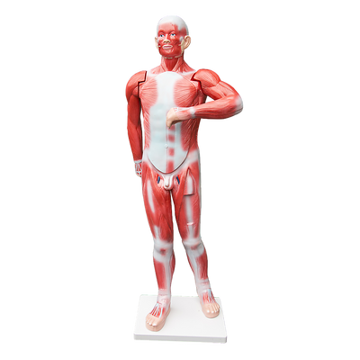 Human Anatomical Muscular Model Muscle System