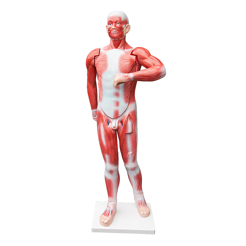 Human Anatomical Muscular Model Muscle System