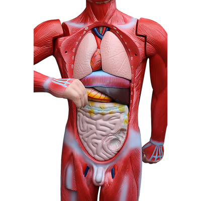 Human Anatomical Muscular Model Muscle System