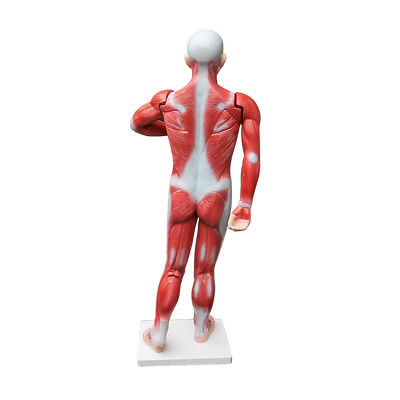 Human Anatomical Muscular Model Muscle System