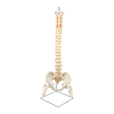 Life Size Flexible Vertebral Spine Pelvis & Femur Skeleton Model Anatomy Model