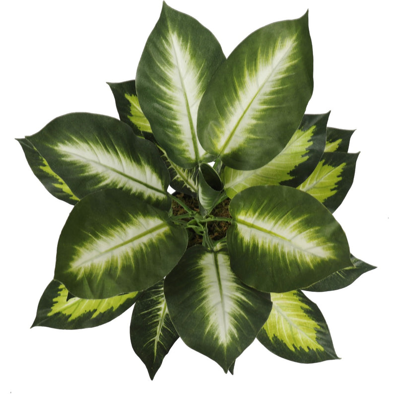 Leopard Lily (Dieffenbachia) with Pot 40cm